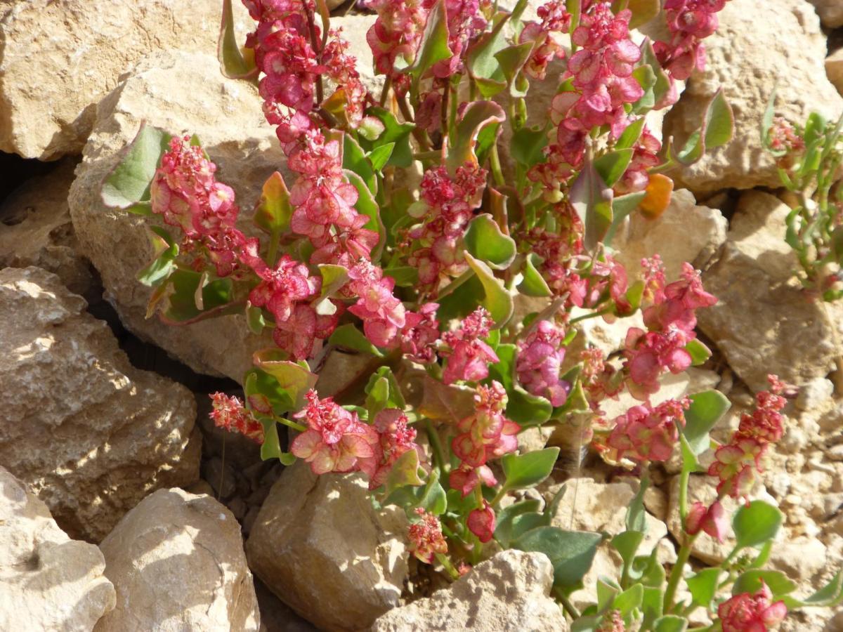 Zimmer Arad Dead Sea, Big And Confortabוl Apartment, Logic Cost - במחיר שפוי Eksteriør bilde